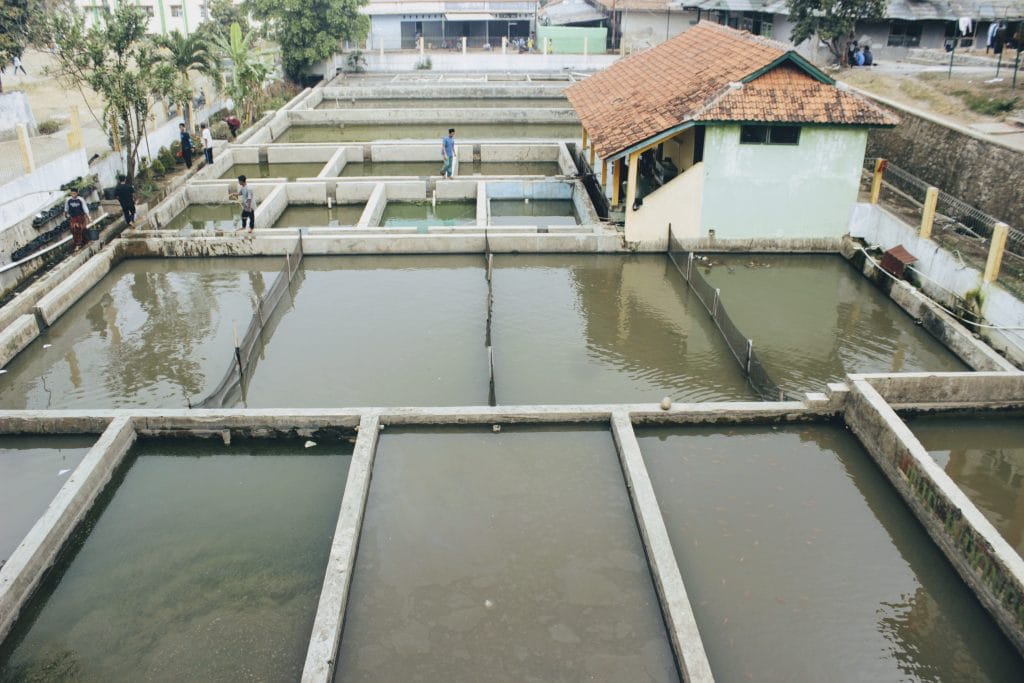 Balong kolam ikan